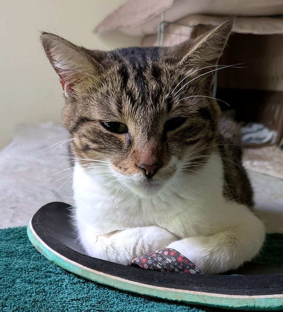 Tabby cat laying on a flip flop