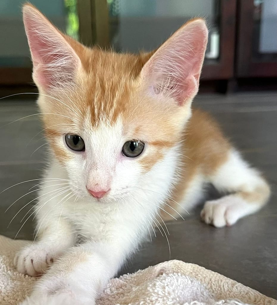 Little golden tabby gatito