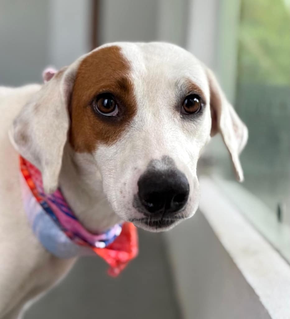 White dog by window
