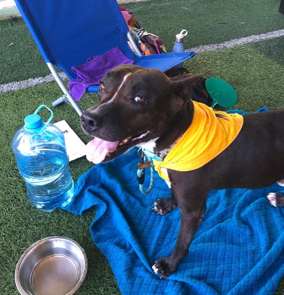 Tommy in a yellow bandana.