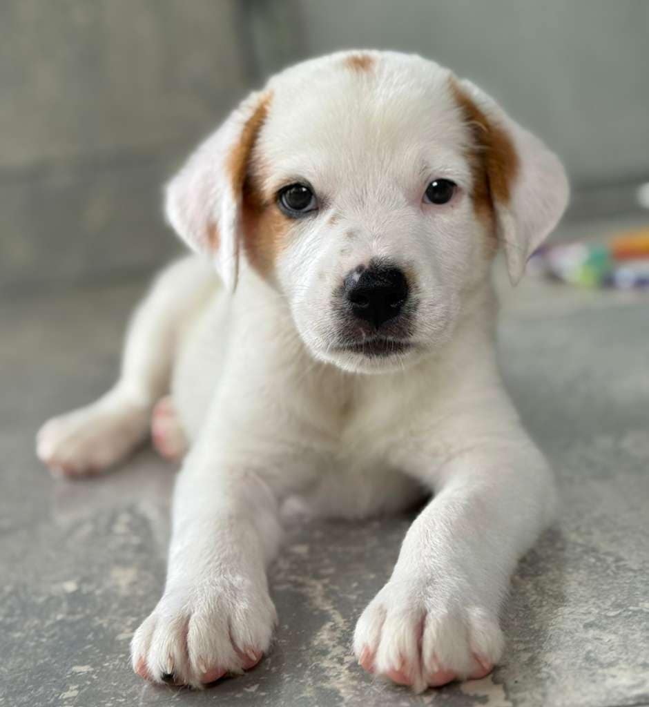 Puppy Samson looking straight at you