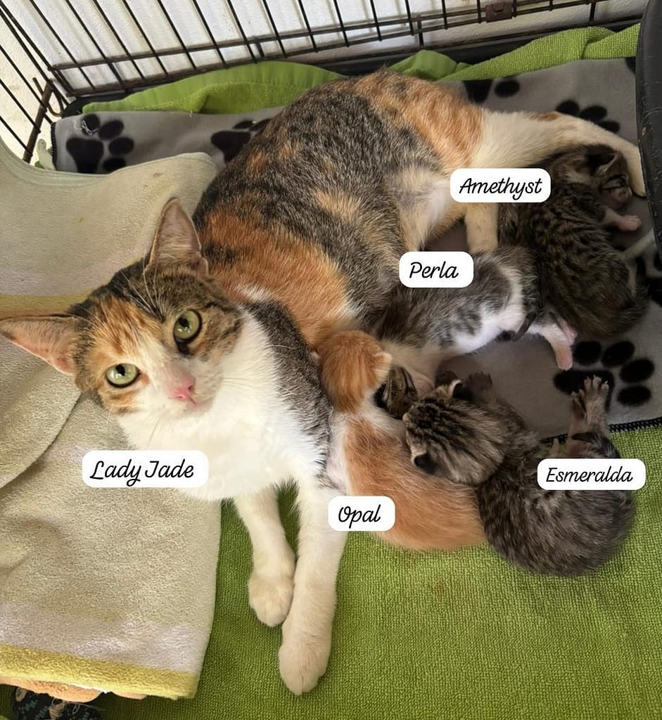 Mama Jade with her four babies