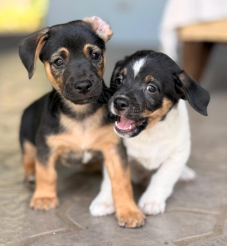 Oreo and Hydrox playing