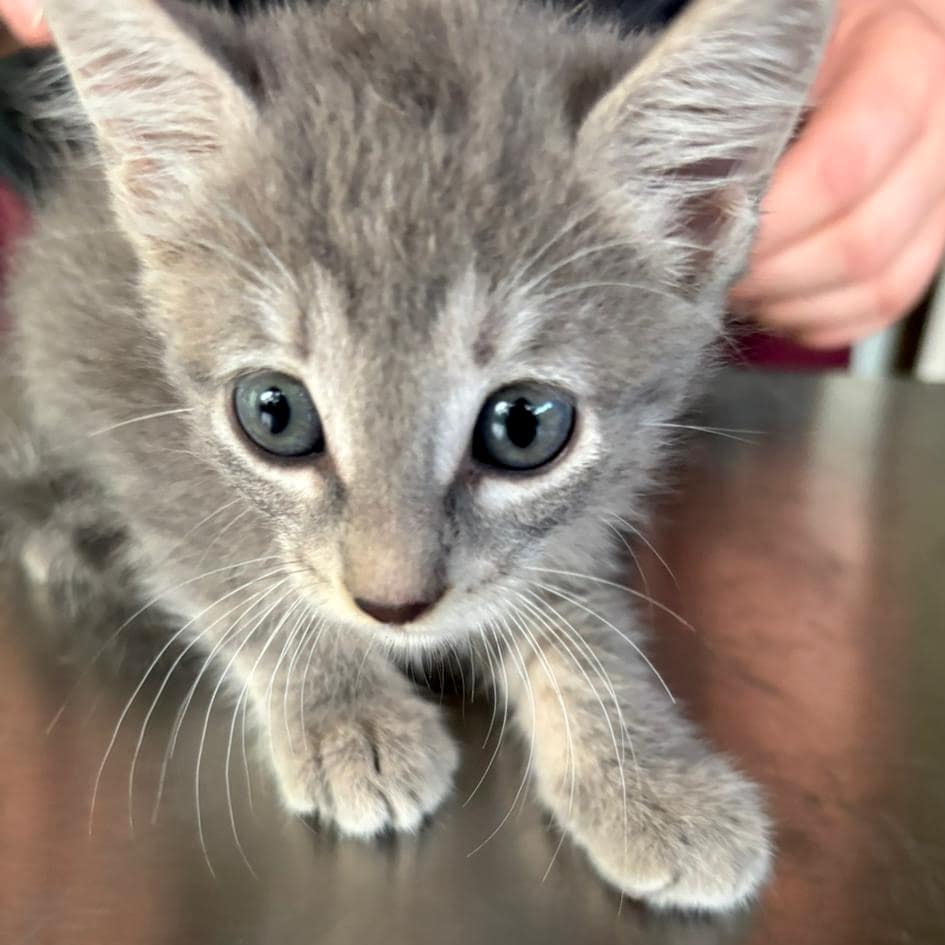 Adorable light gray tabby with light eyes.