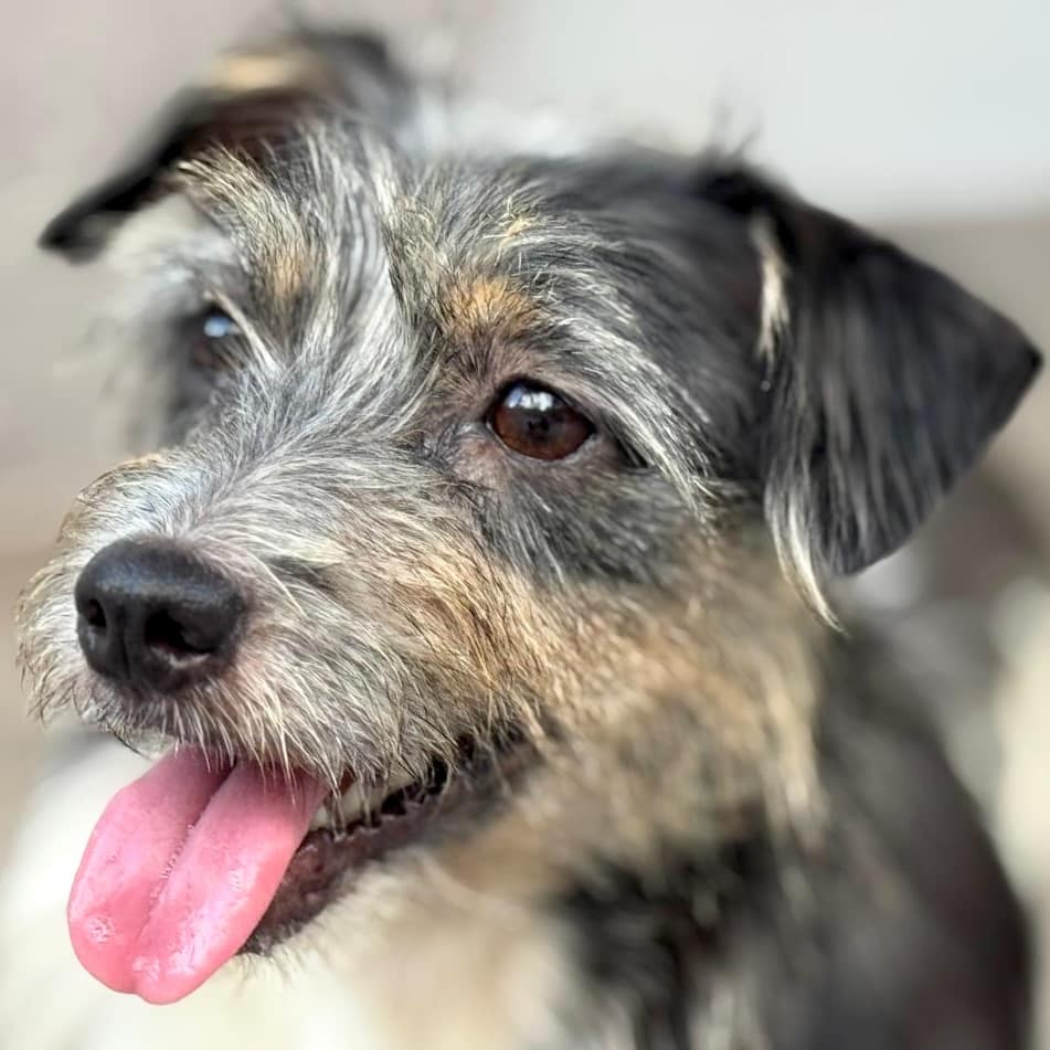 Scraggly grey, white and grey female dog