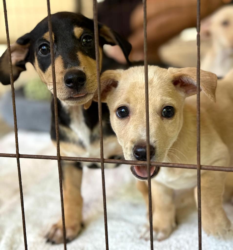 Queso in the puppy place with a sibling