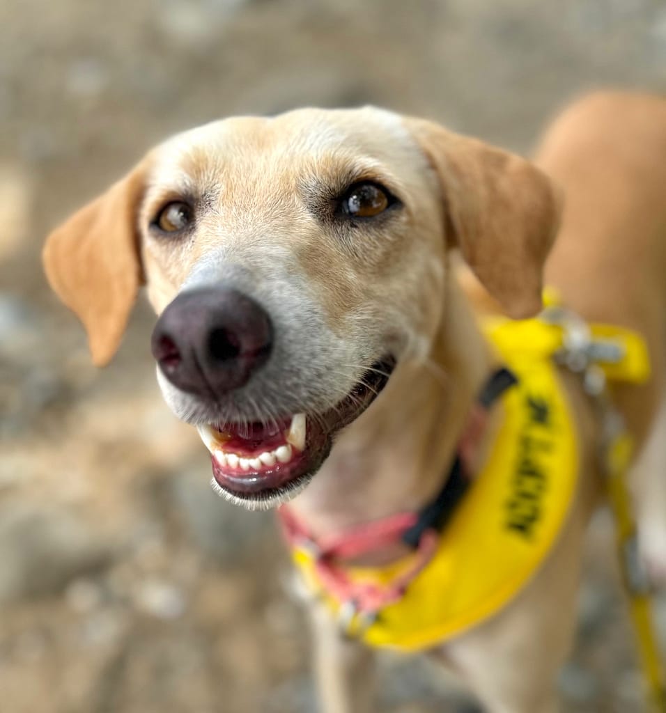 Pretty blond dog smiling