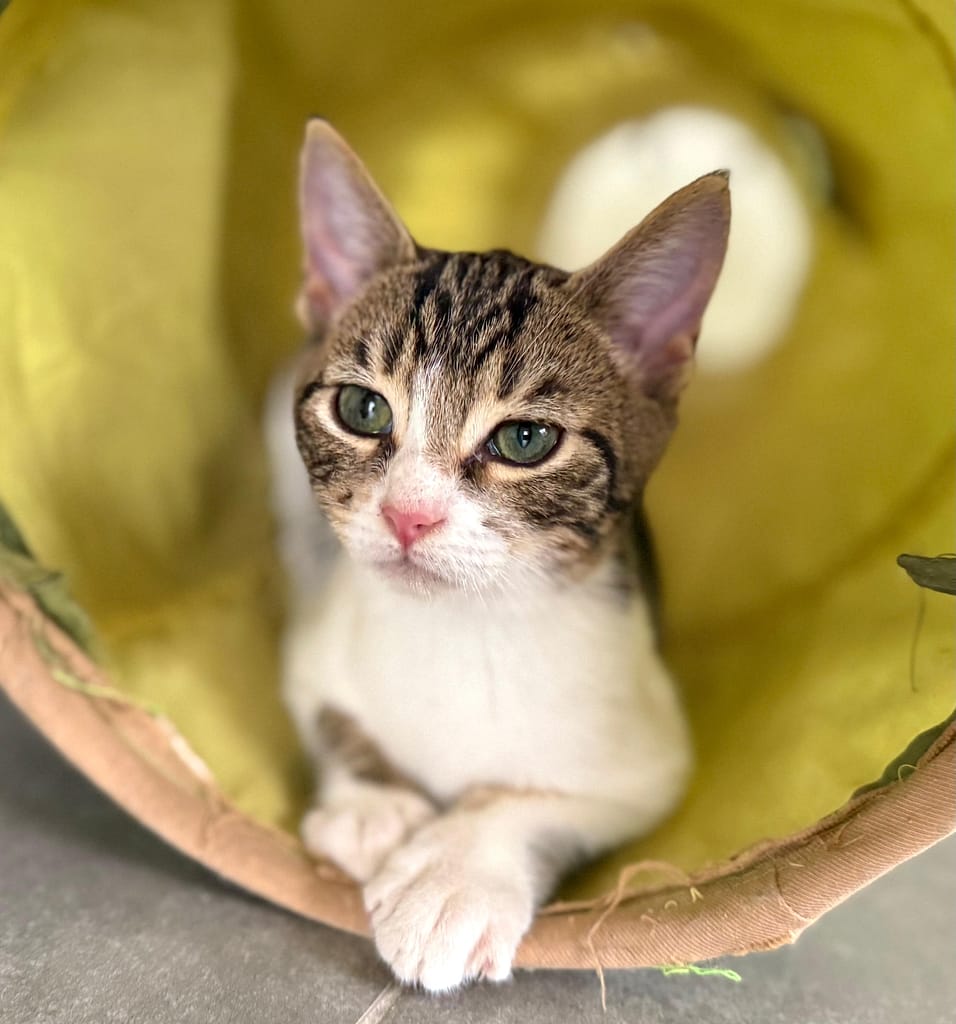 Beautiful tabby kitten in a thinking tube