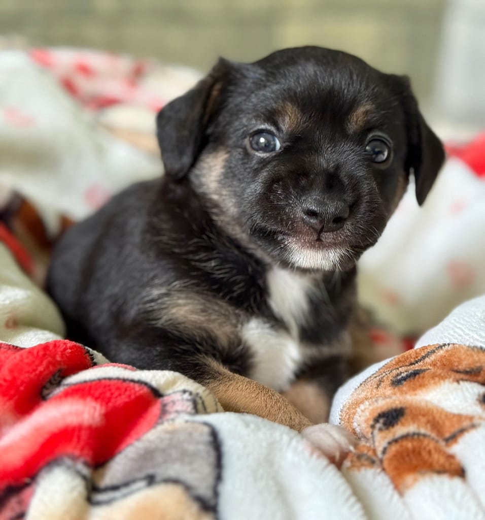 Black and white puppy with brown legs