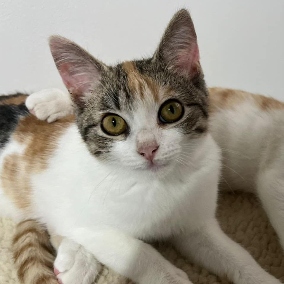 Gorgeous calico on white
