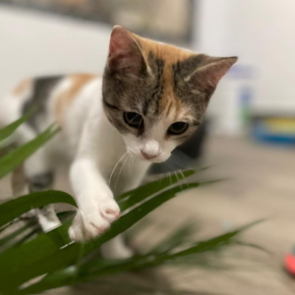 Calico kitten playing with a palm frond