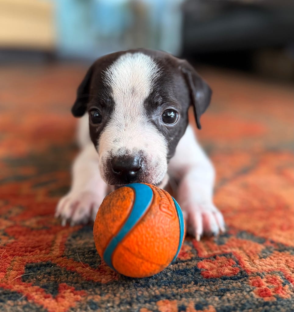 Black and white puppy with orange tennis ball