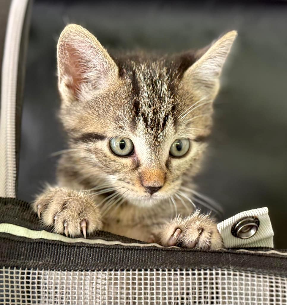 Grey tabby kitten with green eyes.