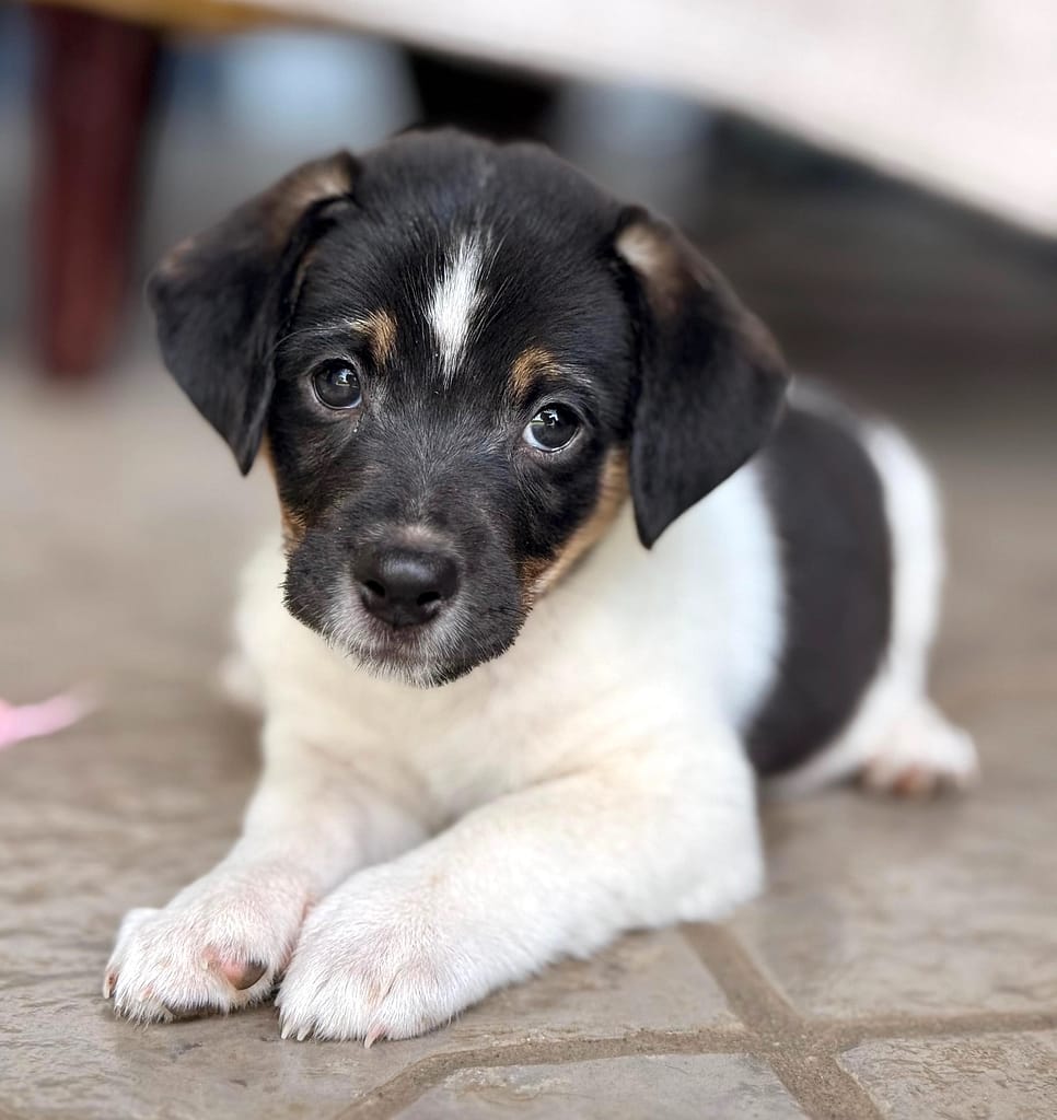 White puppy with black markings laying down