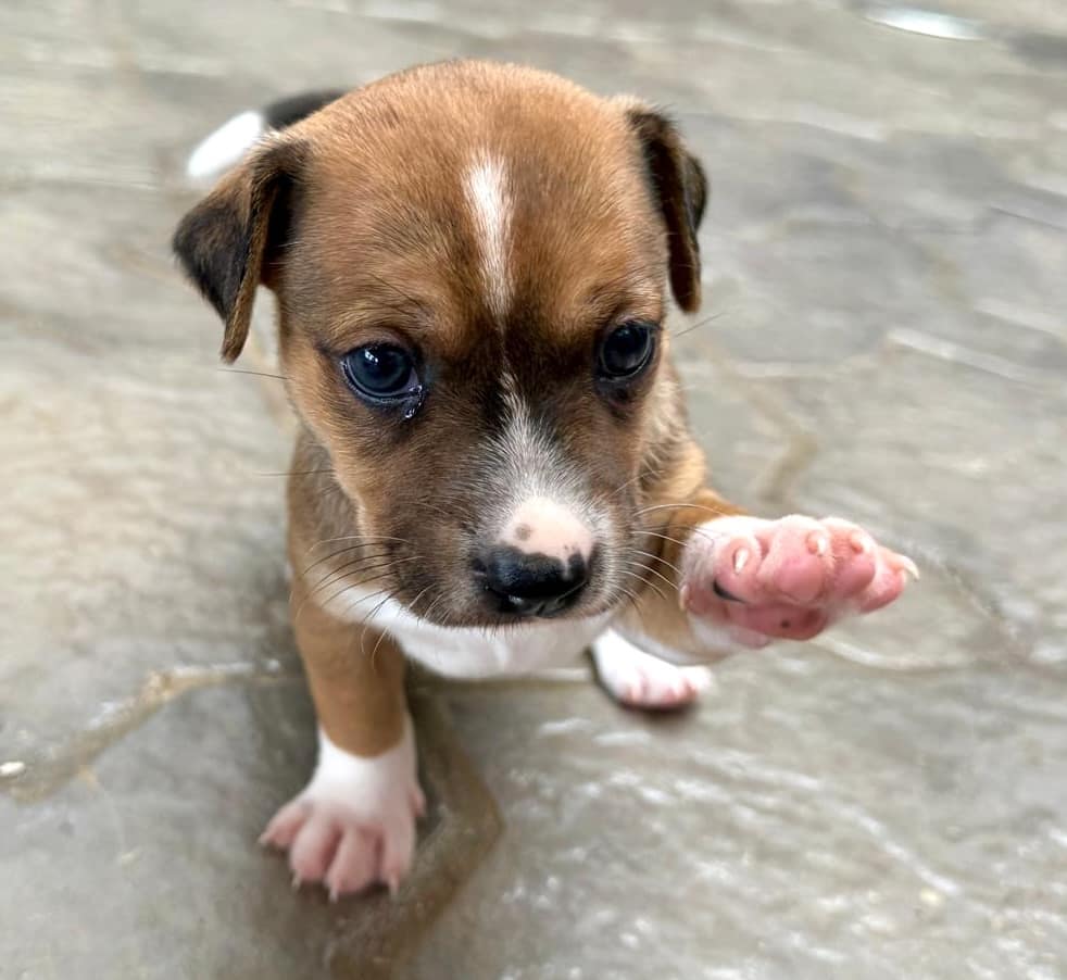 Brown puppy with black and white markings with her left paw reaching up