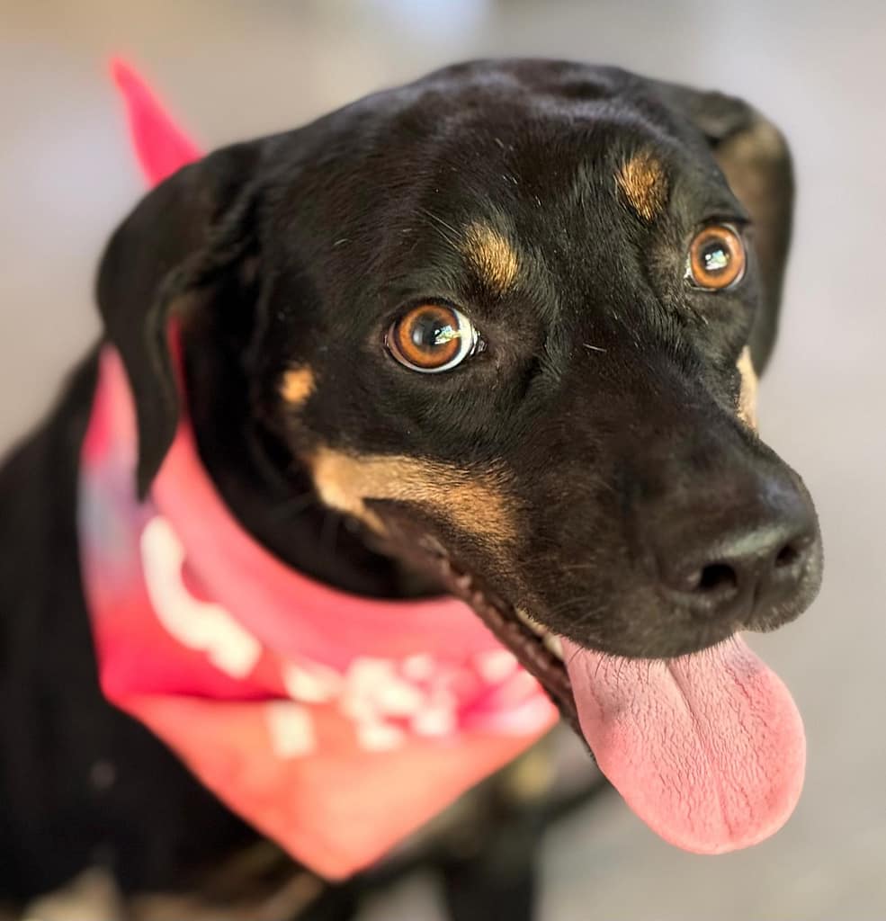 Black and tan dog looking over her shoulder into the camera.