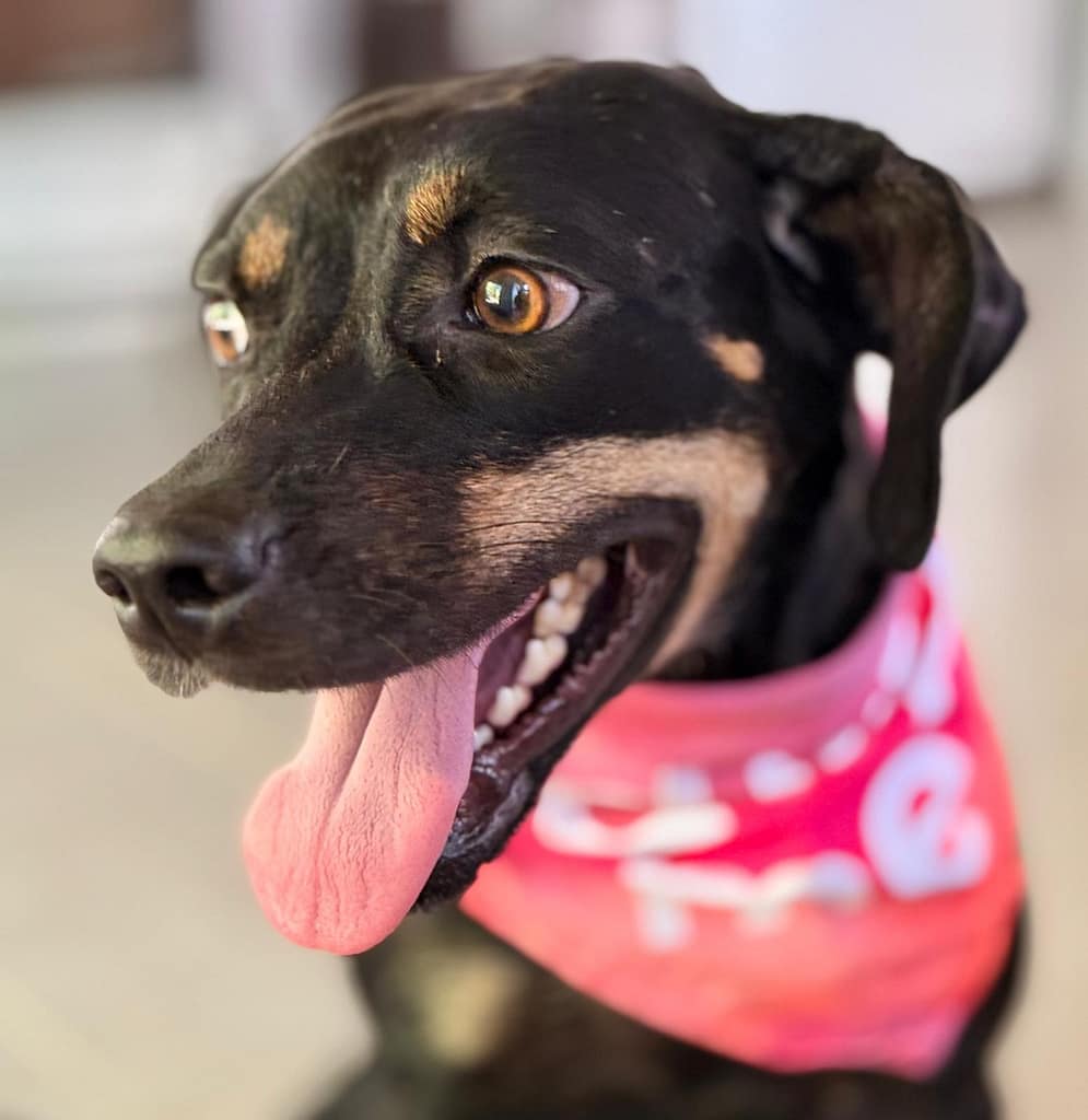 Black and tan dog with pink scarf looking to the right