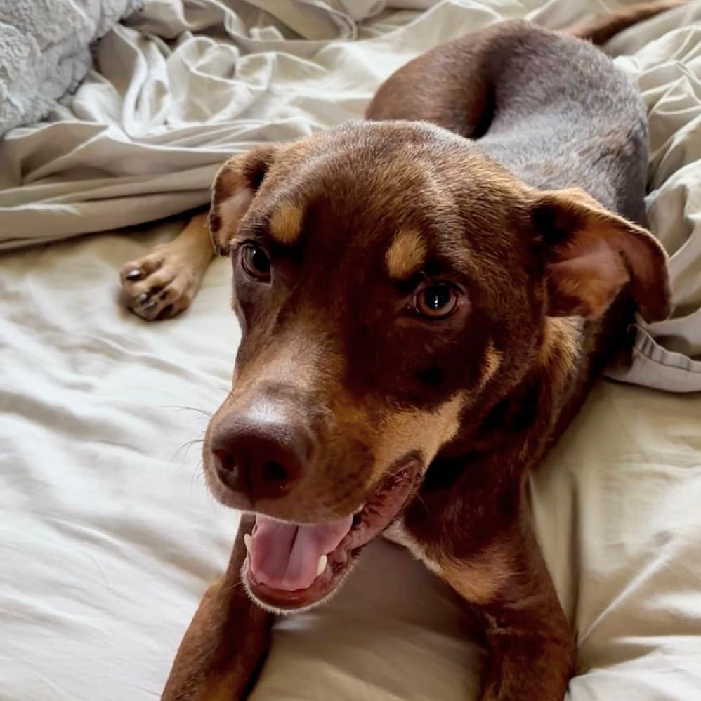 Brown and tan dog on bed